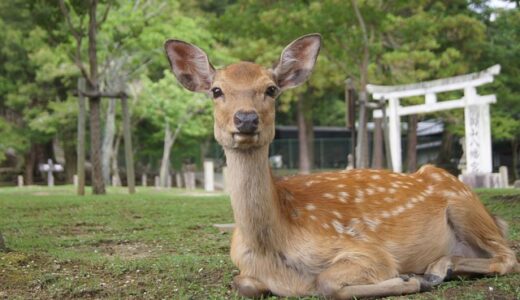 マレーシアの友人がやってくる。しかしどうやったら３週間も長期滞在できるのか？