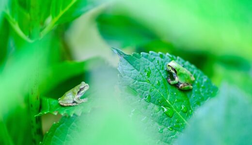 カエル 合唱の仕組みとは？眠れない夜は🐸を数える。