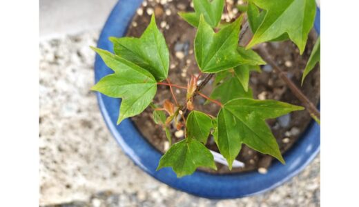 「見切り品のため半額」とホームセンターの片隅に置かれていた元気のない「トウカエデ”花散る里”」を連れて帰って3週間。看病？の甲斐あって新芽が出現し復活
